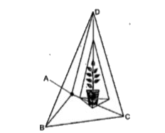 The show are air plant holder which is in the shape of a tetrahedron. Let A (1,1,1) B (2,1,3), C (3,2,2) & D (3,3,4) are the vertices of air plant holder. Based on the above information answer the following question      The vector of vec(AB) is :