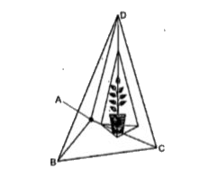 The show are air plant holder which is in the shape of a tetrahedron. Let A (1,1,1) B (2,1,3), C (3,2,2) & D (3,3,4) are the vertices of air plant holder. Based on the above information answer the following question       The unit vector alng the vec(AB) is :