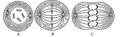 Identify the figures numbering to a type of cell division showing different stages.      The condensation of chromosomes is observed in