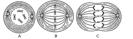 Identify the figures numbering to a type of cell division showing different stages.      During Anaphase of mitosis, the position of the arms of chromatids are: