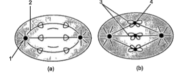 Study the diagram which is related to cell division and answer the following questions:      Which of the following option is correctly labelled for the stages of mitosis?