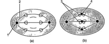 Study the diagram which is related to cell division and answer the following questions:      Which stage is being shown in figure (a) ?