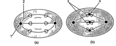 Study the diagram which is related to cell division and answer the following questions:      Which of the following occurs only in meiosis, not in mitosis?