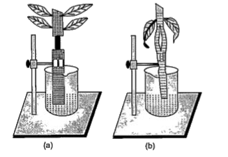 When some parts of the stem, both the fresh shoots of a green herbaceous plant have been removed and lower end is dip in the water. The diagram given below represents the result of the experiment.      Choose the correct explanation for the results   I. Phloem is removed and Xylem is intact in Plant A   II. Xylem is removed and Phloem is intact in Plant A  III. Phloem is intact and Xylem is removed in Plant B  IV. Xylem is removed and Phloem is intact in Plant A