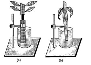 When some parts of the stem, both the fresh shoots of a green herbaceous plant have been removed and lower end is dip in the water. The diagram given below represents the result of the experiment.     Root pressure is maximum when: