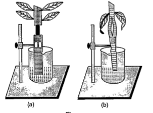 When some parts of the stem, both the fresh shoots of a green herbaceous plant have been removed and lower end is dip in the water. The diagram given below represents the result of the experiment.     The plants die due to wilting because :