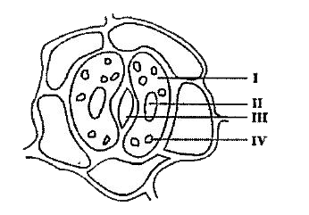 Study the diagram of a open stomata marked with labels. Answer the following questions based on stomata.      Stomata open and close due to