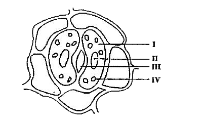 Study the diagram of a open stomata marked with labels. Answer the following questions based on stomata.      During the day, the plants keep their: