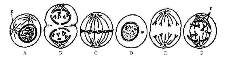 mitosis unlabeled diagram