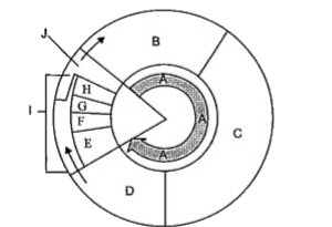 The cell cycle shows two phases of cell division. Which of the following option is true?