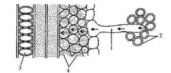 The figure given below is a diagrammatic representation of a part of the cross section of the root in the root hair zone. Study the same and then answer the question that follow:      Name all the labeling shown in the part of cross section of root in root hair: