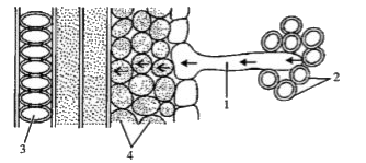 The figure given below is a diagrammatic representation of a part of the cross section of the root in the root hair zone. Study the same and then answer the question that follow:      Name the process that is responsible for the movement of water in the direction indicated by the arrows.