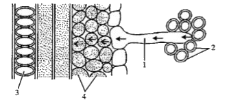 The figure given below is a diagrammatic representation of a part of the cross section of the root in the root hair zone. Study the same and then answer the question that follow:      In the early mornings, mostly drops of water are found along the leaf margins of herbaceous plants due to: