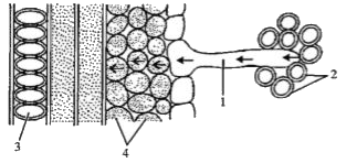 The figure given below is a diagrammatic representation of a part of the cross section of the root in the root hair zone. Study the same and then answer the question that follow:      Rearrange the pathway of water and solutes from the soil to the conducting tissue of the root.