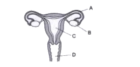 The diagram of the organs of female reproductive system is given below. Study it carefully and answer the questions that follow:       The place where fertilisation takes place is: