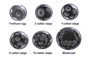 Cleavage is the series of rapid mitotic divisions in zygote and forms blastula. The 2, 4, 8, 16 daughter cells are called blastomere. Embryo with 64 blastomere is known as blastocyst and has blastocoel cavity. Blastocyst gets implanted in uterine wall and leads to pregnancy.       Solid mass of cells with 16 blastomere is called: