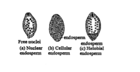 Read the following and answer the following questions:    The endosperm makes the main source of food for the embryo. Generally the endosperm nucleus divides after the division of the oospore. There are many cases when endosperm is formed even before division of oospore. There are three general types of endosperm formations:    (a) nuclear type, (b) cellular type, (c) helobial type. The endosperm is usually triploid but haploid endosperm is also found. Endosperm may either be completely consumed by developing embryo before seed maturation or it may persist in the mature seed.          White kernel of tender coconut is: