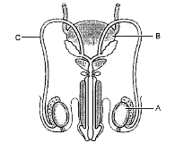 Study the diagram given below and answer the questions that follow.           Sertoli cells are present