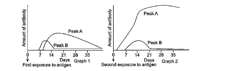 The graph shows the level of antibody in serum following vaccination and a challenge with the same antigen 28 days later.   Study the graphs below and answer the question:      In reference to the graph above, which graph 1 or 2 represent secondary response?