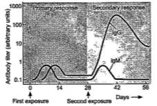 The entry of an antigen is sensed by the B-cells. The B-cells become active and synthesize specific  protein molecule called the antibody, which is secreted into the plasma. Upon encountering the antigen, the antibodies bind with the antigen molecules and deactivate them. This whole process takes from days to weeks during first exposure but will be rapid upon second exposure due to the memory which was built up during first encounter with the pathogen. This phenomenon of recognizing an antigen is called as immunization and this lead to the basis of vaccination.  0.16 Vaccination is the process by which an individual's immune system is strengthened against a particular  First exposure infectious agent.          Vaccines set off immune response to pathogens by producing and storing: