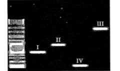 The image below depicts the result of gel electrophoresis          If the ladder represents sequence length upto 3000 base pairs (bp),   Which of the bands (I-IV) correspond to 2500 bp,and 100 bp respectively?