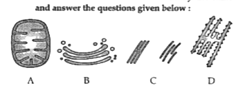 Given below are four structure. Study the same  and answer the questions given below:      Name the structures labelled as A, B, C, and D.