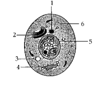 Study the diagram and answer the questions  that follow:      Name the hereditary material found in part .5..