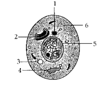 Study the diagram and answer the questions  that follow:      State the composition of part .6..