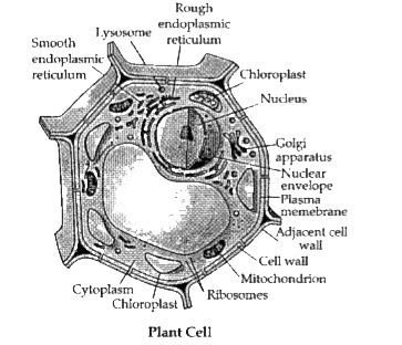 Vacuoles  Simple Plant Cell Diagram Transparent PNG  425x350  Free  Download on NicePNG