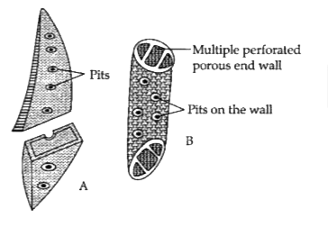 Given below are compounds of xylem and phloem. Study the same and answer the questions given below :         State the location of xylem.