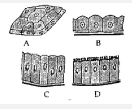 Given below are different types of epithelial tissues. Study the same and answer the questions given below:      Name the structures labelled as A, B, C, and  D.
