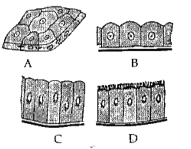 Given below are different types of epithelial tissues. Study the same and answer the questions given below:      The protoplasmic extensions of the cell that  are present in structure .D..