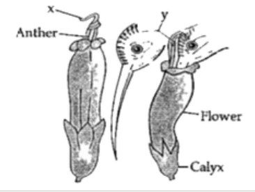 Given below is a diagram depicting a physiological process in plants.   Study the same and answer the following questions :      Write two adaptations of flowers showing this  process.