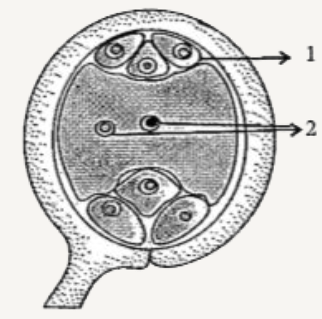 Study the diagram given below and answer the questions that follows :      Label the parts numbered 1 and 2.