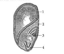 Study the diagram given below and answer the questions that follow:      Name the structure shown and label its parts 1 and 2.