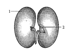 Study the diagram given below and answer the questions that follow:      Name the structure given in the diagram.