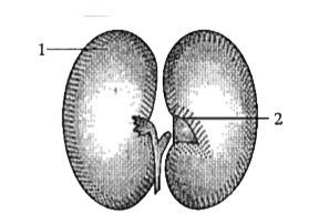 Study the diagram given below and answer the questions that follow:      Write the basic function of this structure.