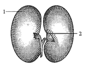 Study the diagram given below and answer the questions that follow:      Label the parts numbered as 1 and 2.