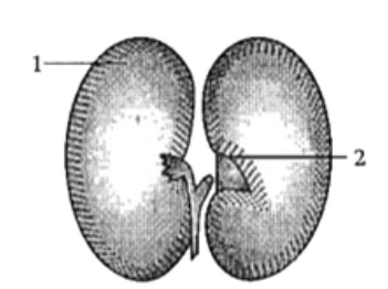 Study the diagram given below and answer the questions that follow:      Which part of it give rise to the root of the  plant?