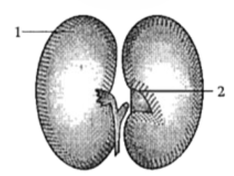 Study the diagram given below and answer the questions that follow:       State the upper leafy end of the axis lying between the cotyledons.