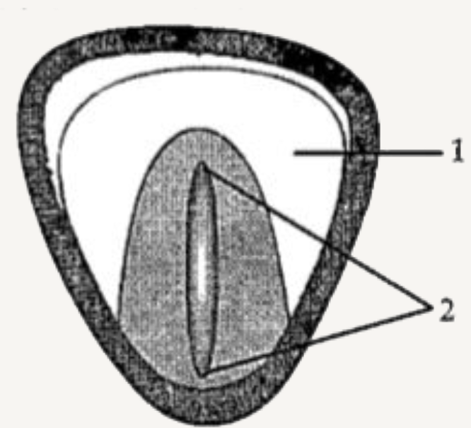 Study the diagram given below and answer the questions that follow:       Write the basic function of this structure.