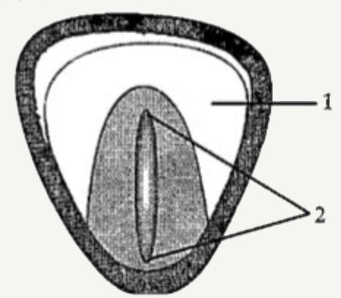 Study the diagram given below and answer the questions that follow:       Name the protein containing layer found in  this structure.