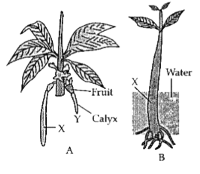 Given below is a diagram depicting a physiological process in plants. Study the same and answer the following questions:       Label the part .X. and .Y..