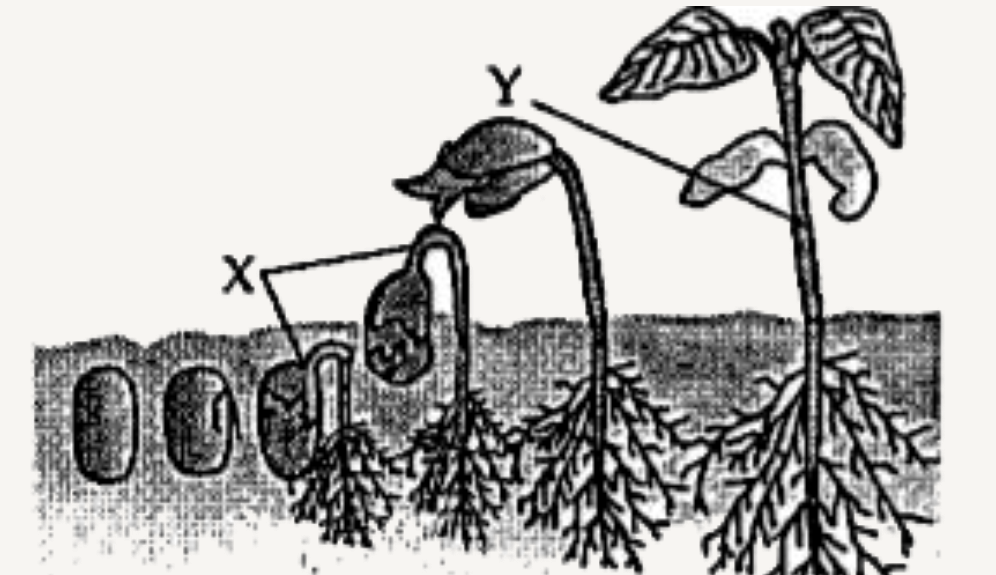 Given below is a diagram depicting a physiological process in plants.    Study the same and answer the following questions :       Write two examples of plants showing this  process.