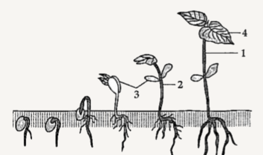 Vector illustration of squence of bean seed germination in soil  CanStock
