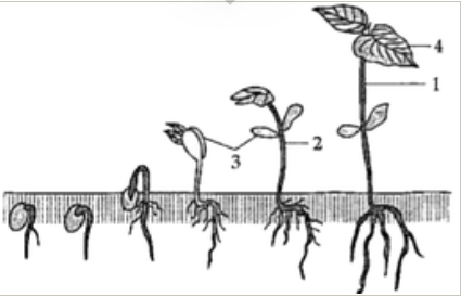 The given diagram represents the process of germination of seed. Study the diagram given below and answer the questions that follows :      State the purpose of parts labelled as 3 & 4.