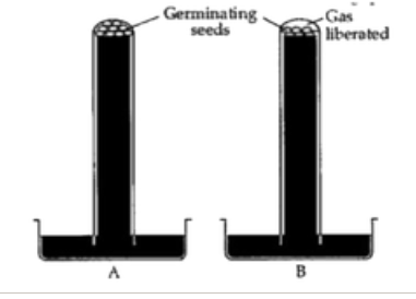 Study the experimental set given below and answer the following questions :      Name the chemical filled in the test tubes.  Explain how the above mentioned chemical  would interfere with the experiment.