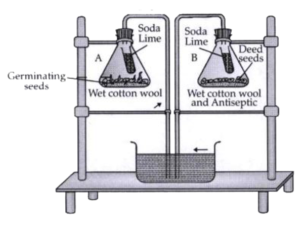 Study the experimental set given below and answer the following questions :      What is the aim of the experiment shown  above?