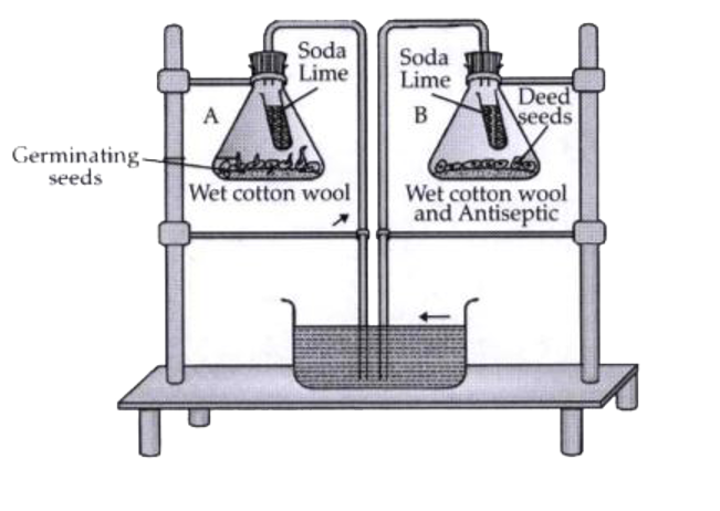 Study the experimental set given below and answer the following questions :      What is your observation after a few days for  flasks .A. and .B.?