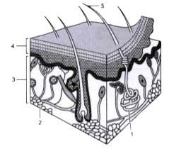 Study the diagram and answer the questions that follow :      Label the parts 1-5